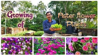 Learn How to make Seedlings of Aster Flower Plant [upl. by Ardiedal]