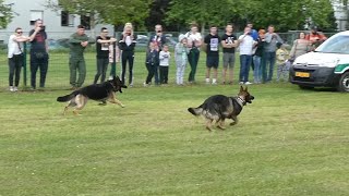 Croatian Army 🐕 Hrvatska Vojska 🐕Vježba Pukovnije Vojne policije 🐕Mogućnost i uporaba službenih pasa [upl. by Cly418]