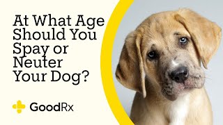 At What Age Should You Spay or Neuter Your Dog  GoodRx [upl. by Bysshe810]