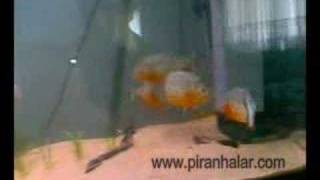 7quot Greenterror amp 4quot Red Belly Piranhas [upl. by Renat]