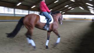 Offenes Training Ingrid Klimke erarbeitet mit Soma Bay Galopppirouetten Video 12 [upl. by Effie]