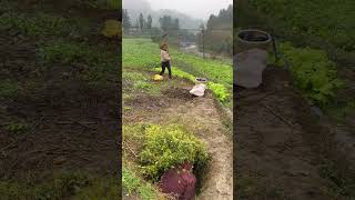 See who has the quickest reaction Funny Rural life I never expected it I will laugh every ti [upl. by Hsakaa]