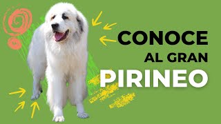 El Gran Pirineo Más Que Un Perro Un Guardián [upl. by Pittman]