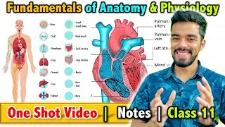 Fundamentals of Anatomy and Physiology in Sports  Class 11  Unit  7  FREE Notes 🔥 [upl. by Sonahpets]