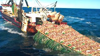 Amazing Big Fishing Catching Skill  Automatic packing and processing of fish on board trawler [upl. by Adda]