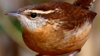 Carolina wren song  call  sounds  Bird [upl. by Yrffej]