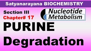 Chp17 Satyanarayana Biochemistry  PURINE Degradation  Nucleotide Metabolism [upl. by Cottle]