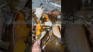 ketam nipah bertelur [upl. by Suilmann]