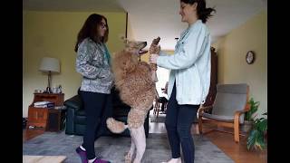 Red standard poodle dancing [upl. by Anaidirib]