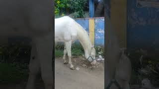 Hello 👋 Mahi 166KM Tamil My Area Very Rare Camarillo White🤍 Type Horse in Suncity Ground Pallavaram [upl. by Latton490]