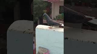 NASAL HONI CHAHIYE PAAL TO HAR KOI LETA HAI KABUTAR trading pigeon kabutor bird vairalvideo 1k [upl. by Hgieloj]