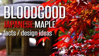 Bloodgood Japanese Maple  Design Ideas amp Facts [upl. by Sears419]