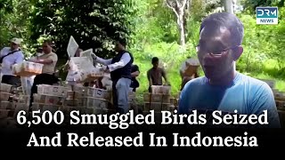 Massive Bird Smuggling Operation Uncovered in Indonesia6500 Birds Freed News TodayDRM News AO1E [upl. by Vastah739]