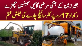 Best Quality Silage Making Process For Dairy Farming in Pakistan  How To Run Silage Business Idea [upl. by Spevek]