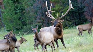 Elk Rut with Lots of Bugling and Aggressive Bull Guarding his Canadian Rockies Harem [upl. by Mcnamara811]