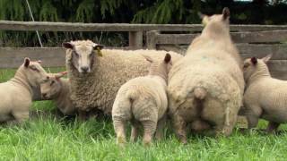 Charollais Sheep Genetics in a Suffolk Stud [upl. by Anoj632]