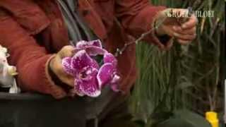 Orchideeen Phalaenopsis knippen en verpotten [upl. by Egief]