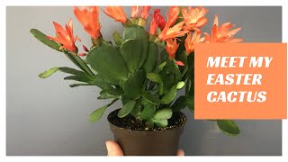 Meet My Easter Cactus Repotting amp Propagating [upl. by Freya]