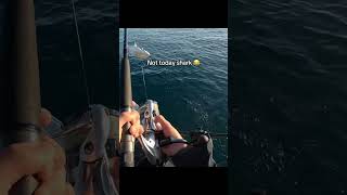 Not today shark 😂 fishingaustralia bullshark marineanimal [upl. by Sale896]