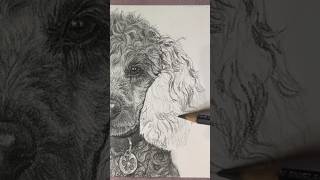 I think I like this side more  drawing dogportrait pencildrawing traditionalart [upl. by Annert]