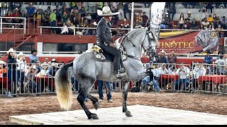 CABALLOS BAILADORES EN LA EXPO GANADERA JALISCO 2021  Cat Cruzas [upl. by Anneirda]