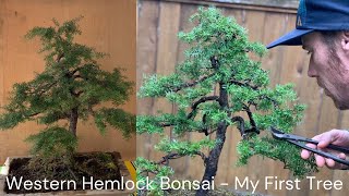 Yamadori Hemlock Bonsai Evolution [upl. by Elle347]