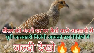 तीतर को अपने घर पर पालने की पूरी जानकारी मिलेगी 🔥🔥 teetar ke bacchon ko kya khilayen kaise khilayen [upl. by Nsaj]