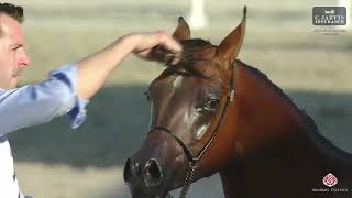 N 193 BG KAYLAN 27th Qatar National AHS 2024 Yearling Colts Section A Class 6A [upl. by Anallise]