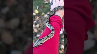 Peruvian LongTailed Anery Quality Bloodlines 🐍 snake boaconstrictor snakebreeder reptiles [upl. by Yknarf]