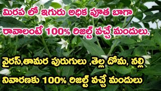 మిరప లో అధిక పూత  Dhanuka Lustre use in Chilli crop TeluguFlusilazole 125  Carbendazim 25SC [upl. by Ronile]