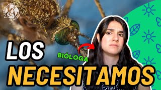 Mosquitos Moscas y Cucarachas ODIADOS pero NECESARIOS  Bióloga explica [upl. by Ellohcin951]