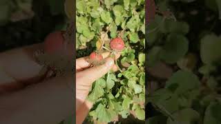 Picking Perfect Radishes 🌿 Fresh from the Garden Shorts [upl. by Drawde]