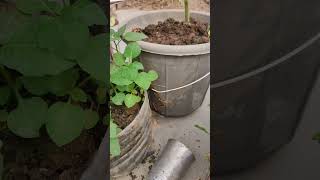 Removing night shade plant from My GardenA StepbyStep Guide short ytshorts viral shorts [upl. by Aalst]