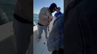 Striped bass on the deck [upl. by Gladine621]