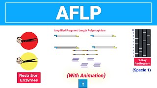 AFLP  Amplified Fragment Length Polymorphism with animation [upl. by Deth]