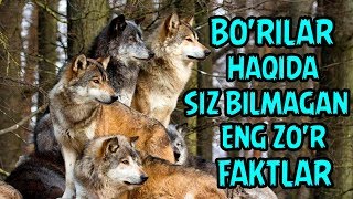 BORILAR HAQIDA SIZ BILMAGAN ENG ZOR FAKTLAR  БЎРИЛАР ХАҚИДА ЭНГ ЗЎР ФАКТЛАР [upl. by Shaeffer386]