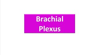 شرح ال anatomy brachial plexus علاج طبيعي جامعة الصالحية [upl. by Atikihs316]