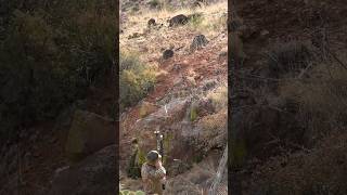 PERFECT Bow Shot on a Javelina [upl. by Heins]