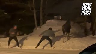 Watch what happens when two men taunt a moose  New York Post [upl. by Cas]