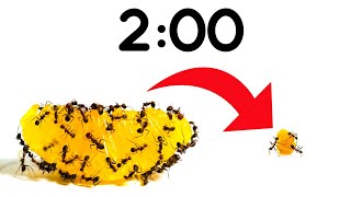 2 Minute Timer ANTS vs ORANGE 🍊🐜 [upl. by Namia]