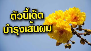 สุพรรณิการ์ ดอกงาม ฟอร์มต้นสวย สรรพคุณดี [upl. by Ytsrik]