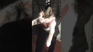 cat azimol smartphone funny catlover voiceeffects azikboom najimmushuk tiktokvideo prikol [upl. by Olgnaed]