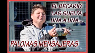 PALOMAS MENSAJERAS el becario las suelta una a una [upl. by Ennovahs]