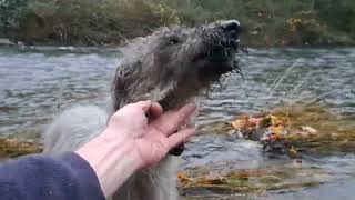 Ratting with the Bedlington Whippets Lola Missy and Brutus [upl. by Ordisi]