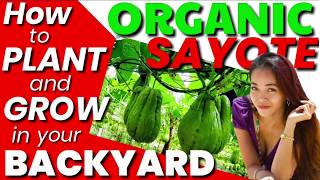 Paano Magtanim ng Sayote na Organic sa BakuranHow to Plant Backyard Organic Chayote [upl. by Lette436]