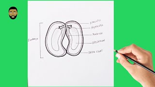 Como desenhar um diagrama puro de uma semente de dicot  tutorial de desenho fácil de sementes [upl. by Leirad]