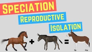 Speciation  Prezygotic vs Postzygoic Barriers  Forms of Reproductive Isolation [upl. by Ribal704]