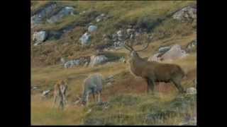 Part 1 BBC Autumnwatch 2012  Episode 4 [upl. by Giule820]