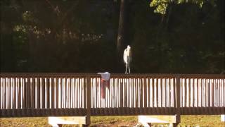 Mooresville North Carolina video 8 heron [upl. by Pirbhai]