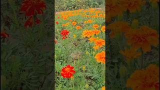 French Marigold plant shorts arifulgarden shortsfeed flowers winter viral [upl. by Ottie]